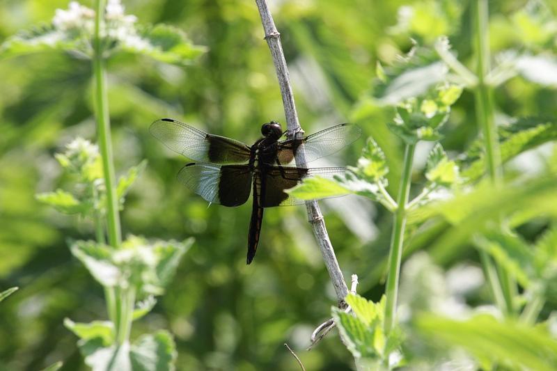 Photo of Widow Skimmer