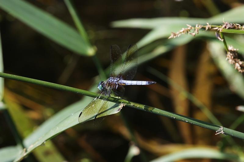 Photo of Blue Dasher