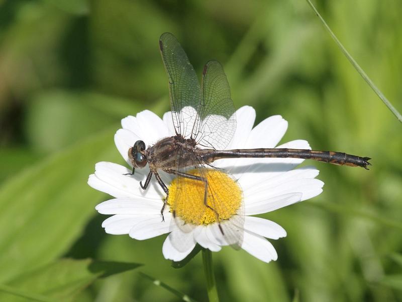 Photo of Dusky Clubtail