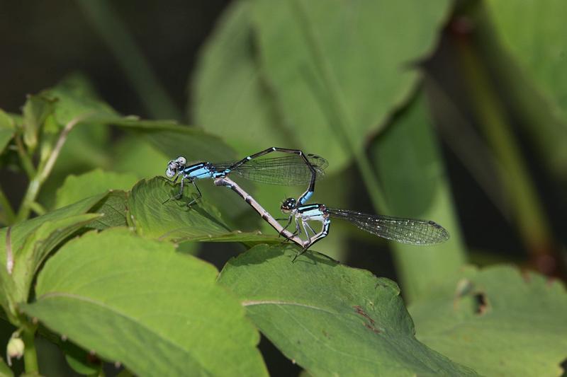 Photo of Skimming Bluet