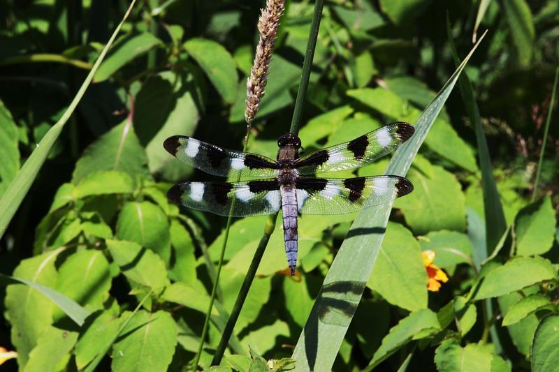 Photo of Twelve-spotted Skimmer
