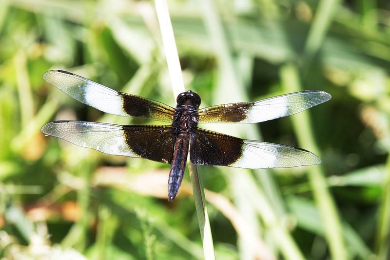 Photo of Widow Skimmer