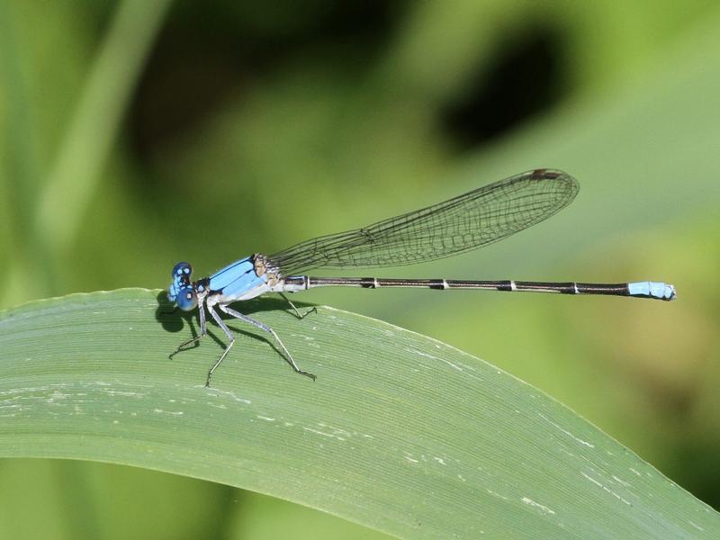 Photo of Blue-fronted Dancer