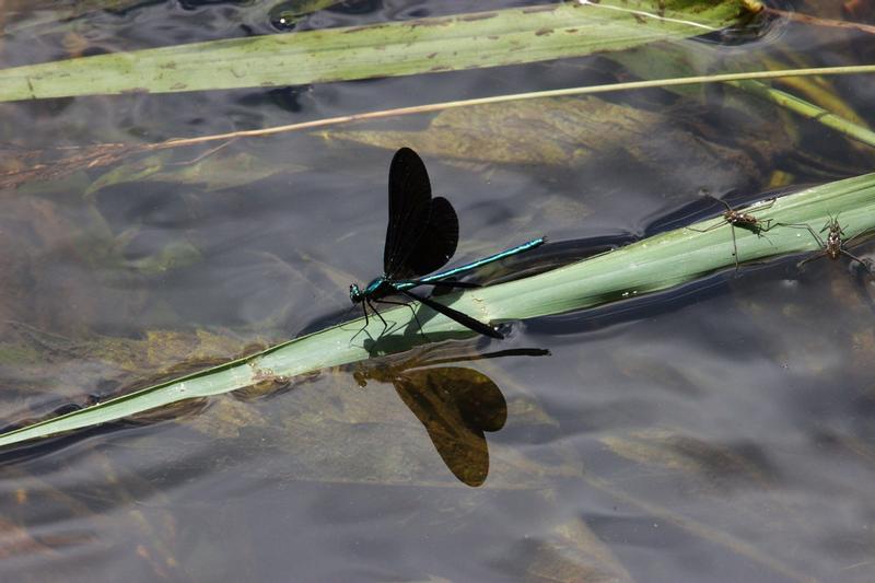 Photo of Ebony Jewelwing