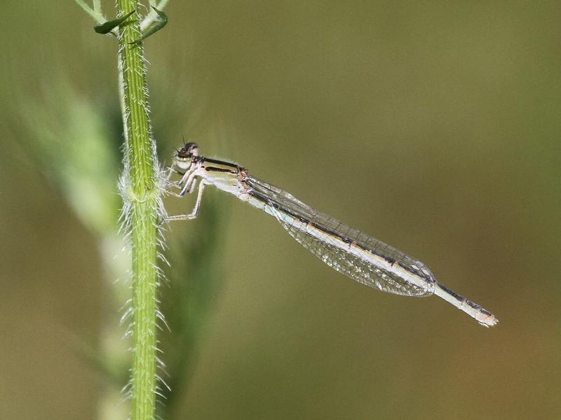 Photo of Familiar Bluet