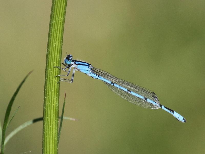 Photo of Familiar Bluet