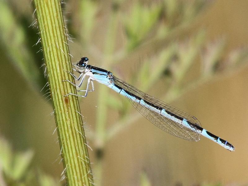 Photo of Tule Bluet