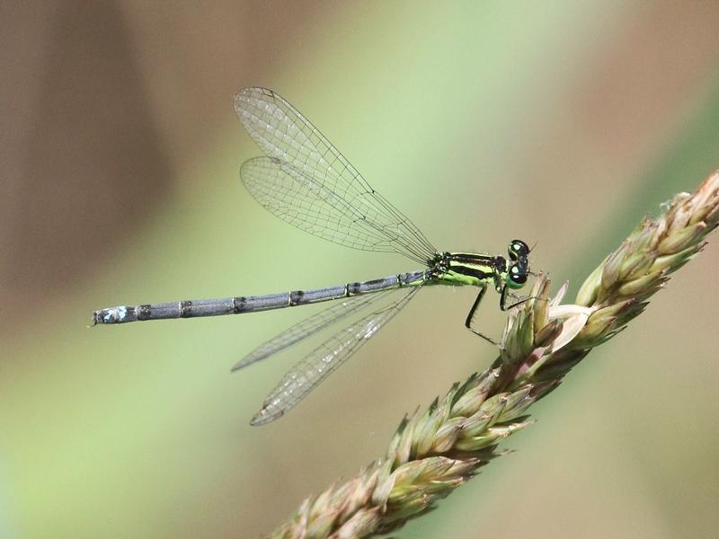 Photo of Eastern Forktail