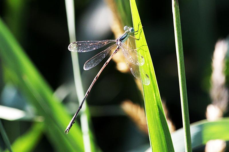 Photo of Slender Spreadwing