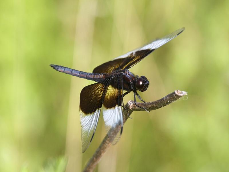 Photo of Widow Skimmer