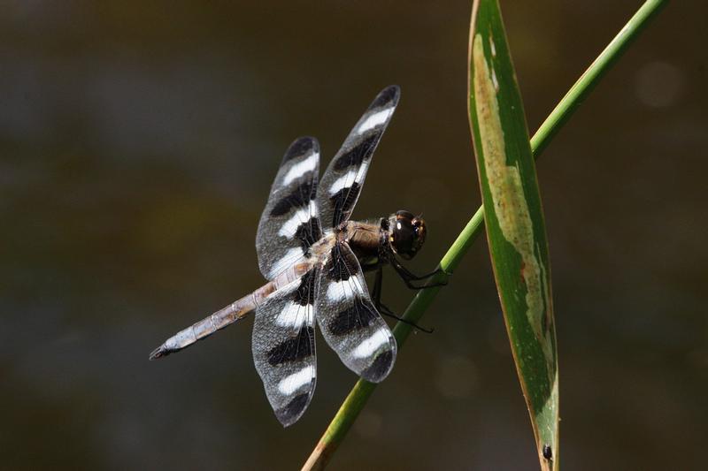 Photo of Twelve-spotted Skimmer
