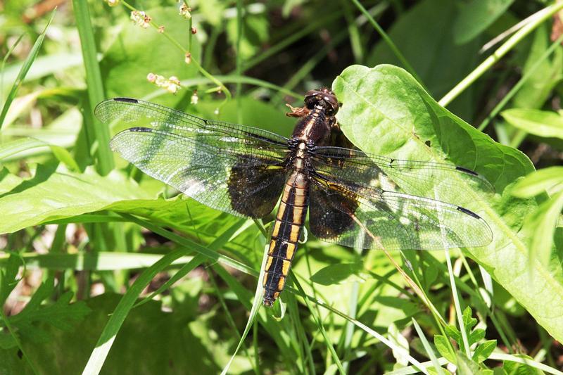 Photo of Widow Skimmer