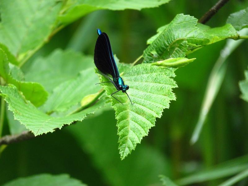Photo of Ebony Jewelwing
