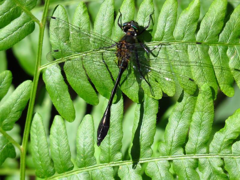 Photo of Racket-tailed Emerald