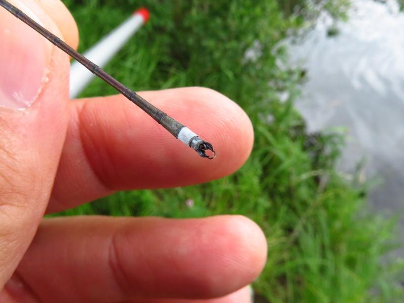 Photo of Orange Bluet