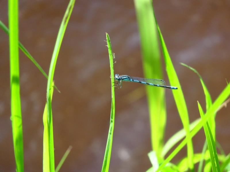 Photo of Hagen's Bluet