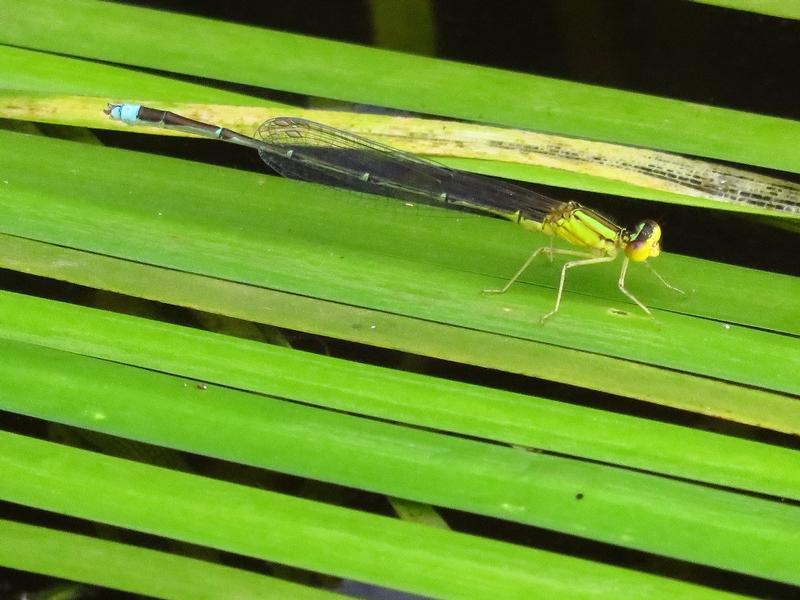 Photo of Vesper Bluet