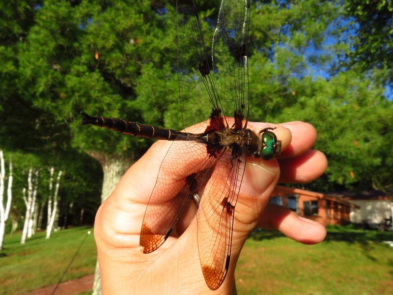 Photo of Prince Baskettail