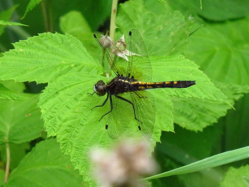 Photo of Dot-tailed Whiteface