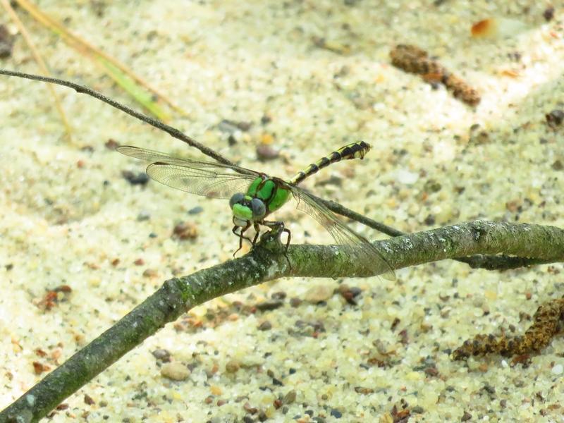 Photo of Sioux Snaketail