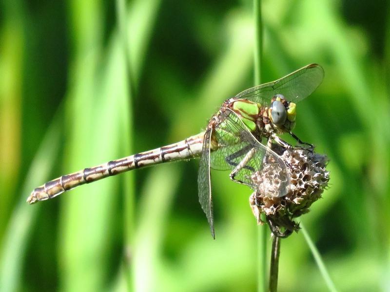 Photo of Sioux Snaketail