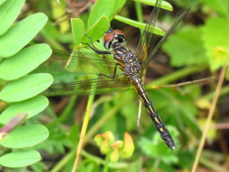 Photo of Blue Dasher