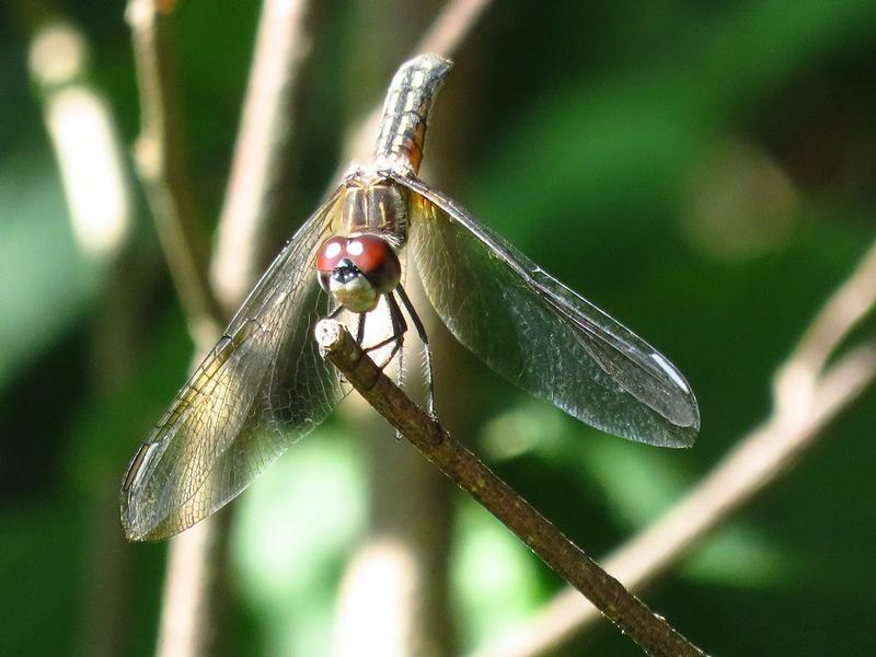 Photo of Blue Dasher