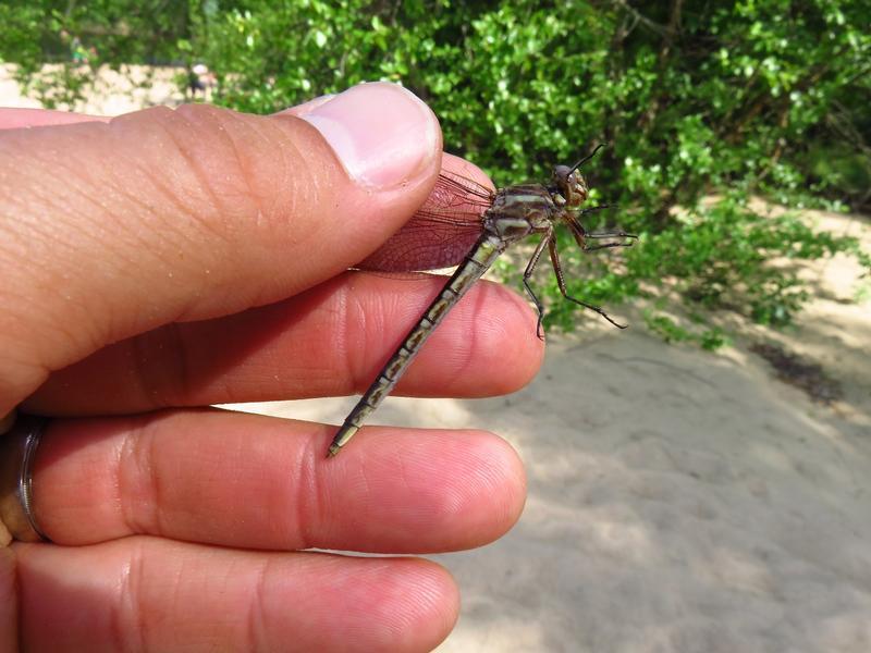 Photo of Ashy Clubtail