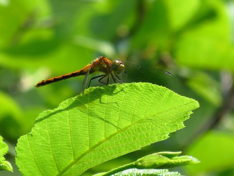 Photo of White-faced Meadowhawk