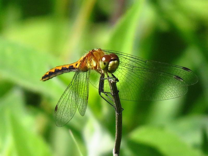 Photo of White-faced Meadowhawk