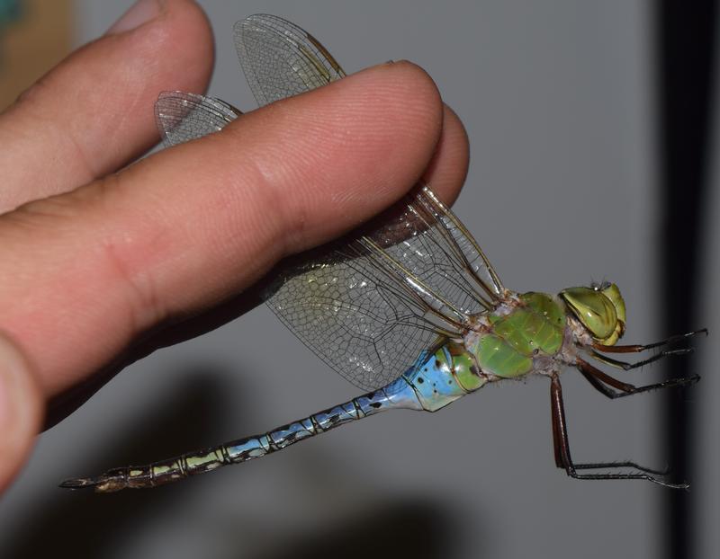 Photo of Common Green Darner