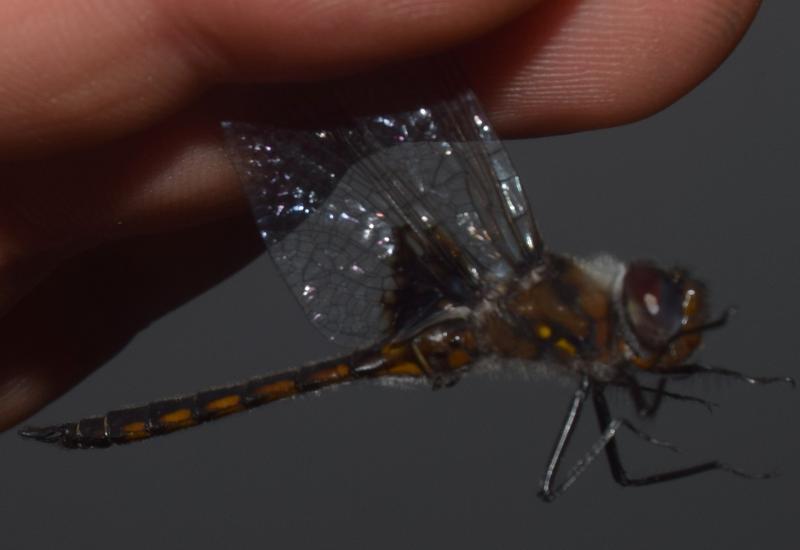 Photo of Common Baskettail