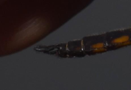 Photo of Common Baskettail