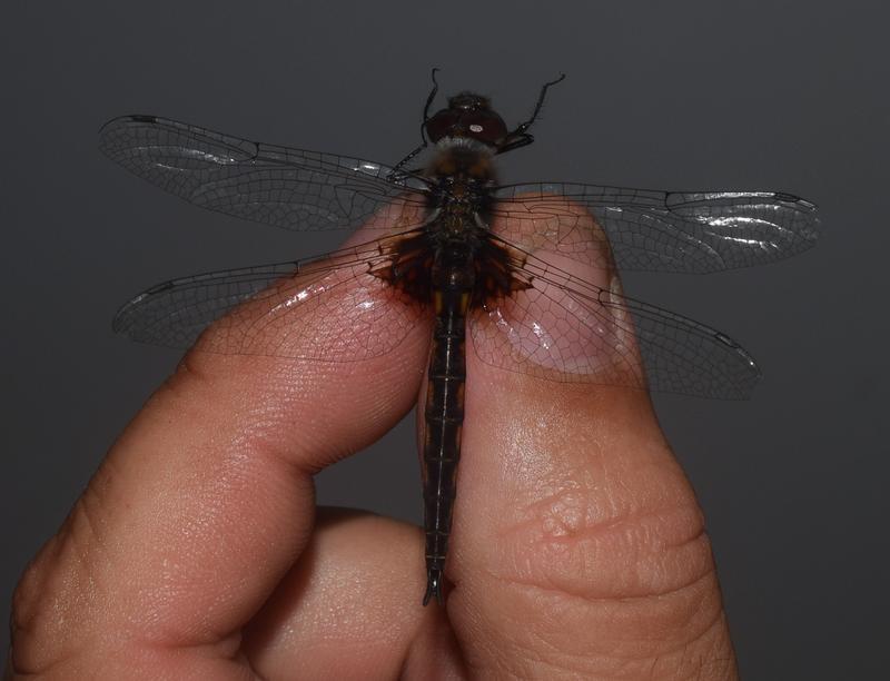 Photo of Common Baskettail