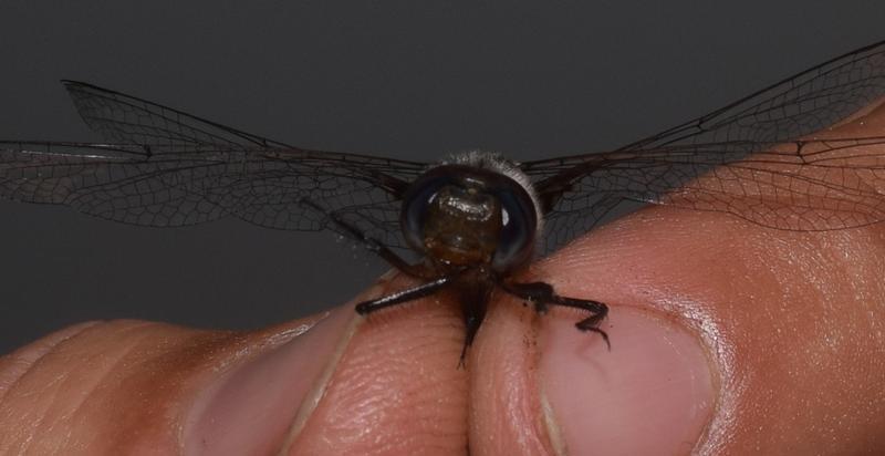 Photo of Common Baskettail