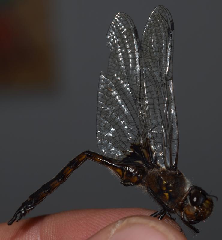 Photo of Common Baskettail