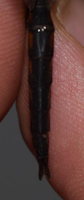 Photo of Common Baskettail