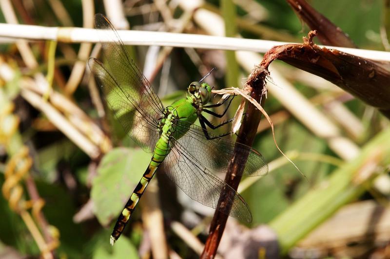 Photo of Eastern Pondhawk