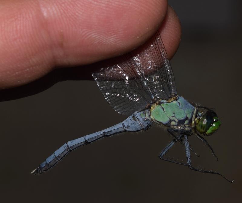 Photo of Eastern Pondhawk