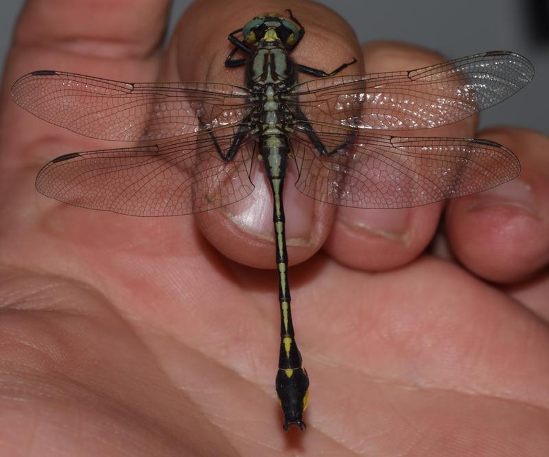 Photo of Midland Clubtail