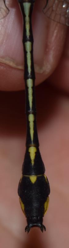 Photo of Midland Clubtail