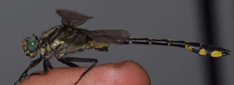 Photo of Midland Clubtail