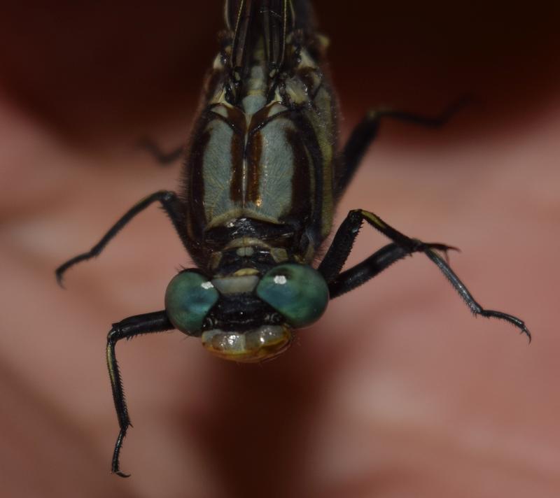 Photo of Midland Clubtail