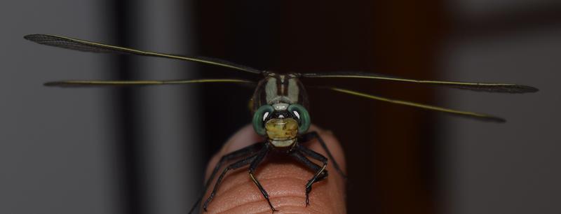 Photo of Midland Clubtail
