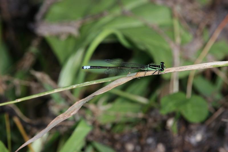 Photo of Eastern Forktail