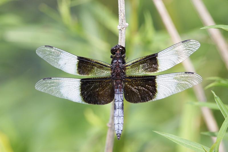 Photo of Widow Skimmer