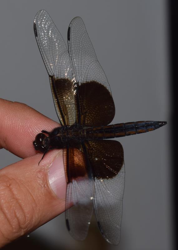 Photo of Widow Skimmer