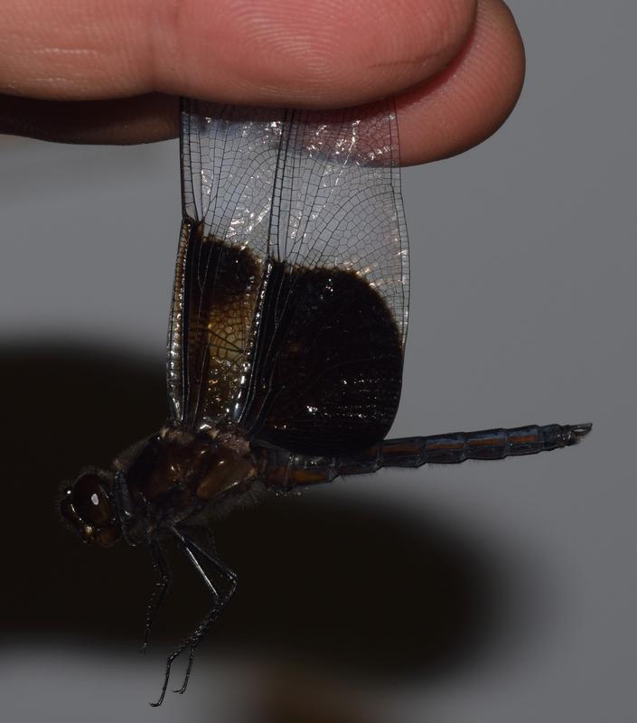 Photo of Widow Skimmer