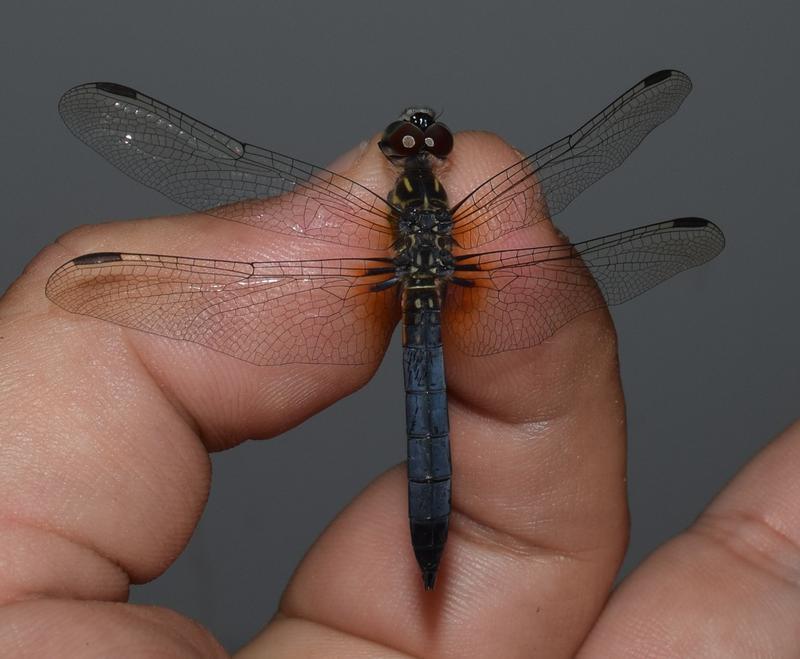 Photo of Blue Dasher