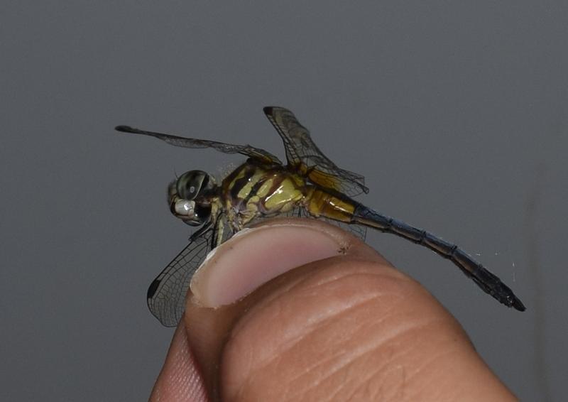 Photo of Blue Dasher